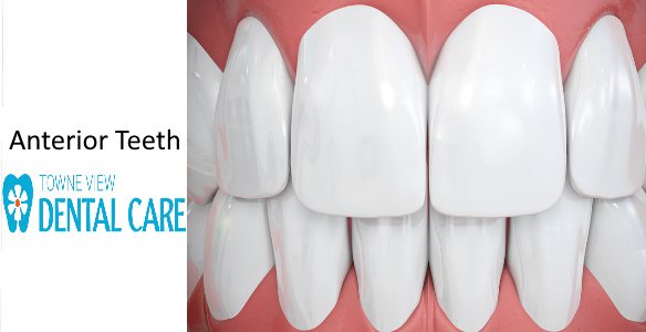 Anterior Teeth