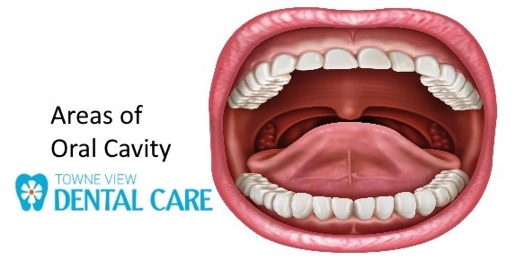 What is meant by Oral Cavity?